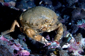 Birmanie - Mergui - 2018 - DSC02938 - De Haans sponge crab - crabe eponge de Haans -  Lauridronia dehaani